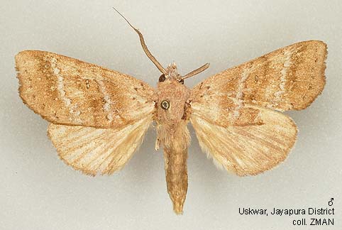 Papua Insects Foundation (Lepidoptera/Notodontidae/Omichlis stueberi)